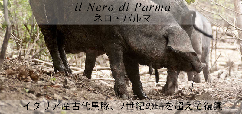 ピアッティ　ネロ・パルマ